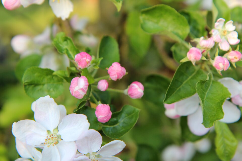 Flowers of apple tree apple tree flowers apple