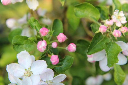 Flowers of apple tree apple tree flowers apple photo