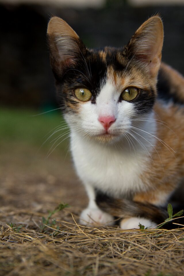 Animal pets eyes