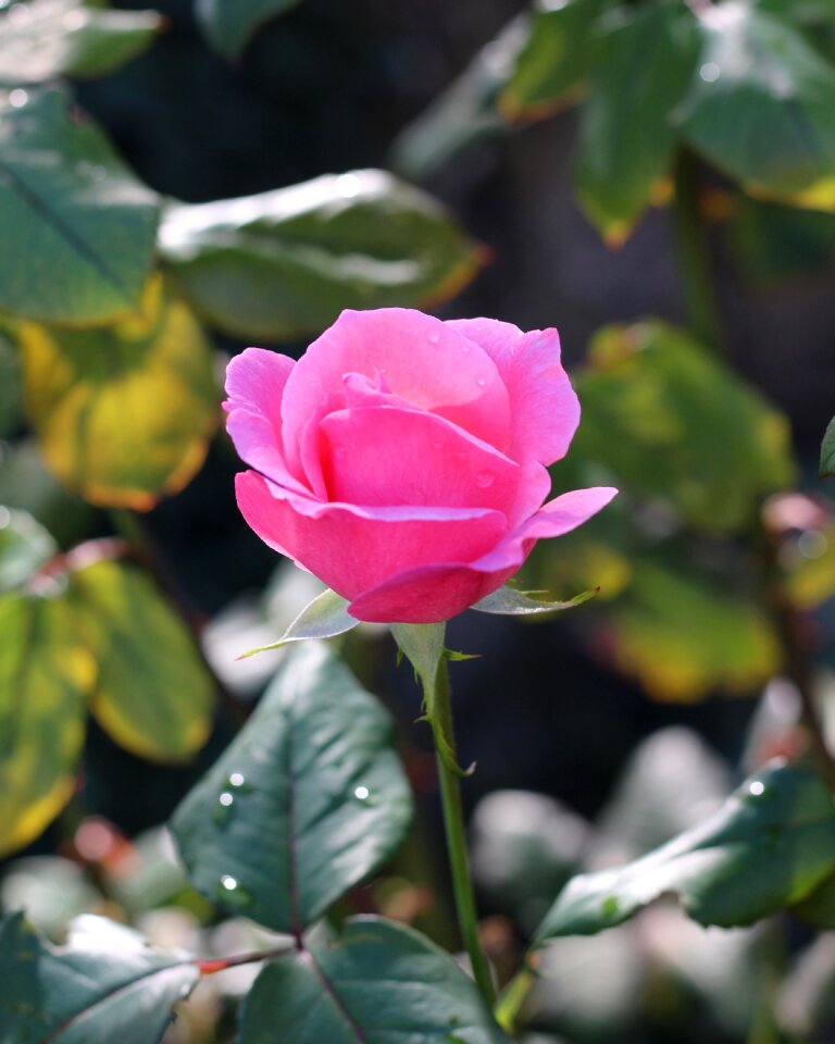Flower bloom nature