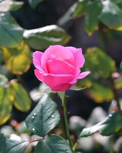 Flower bloom nature