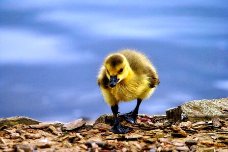 Water goose canada