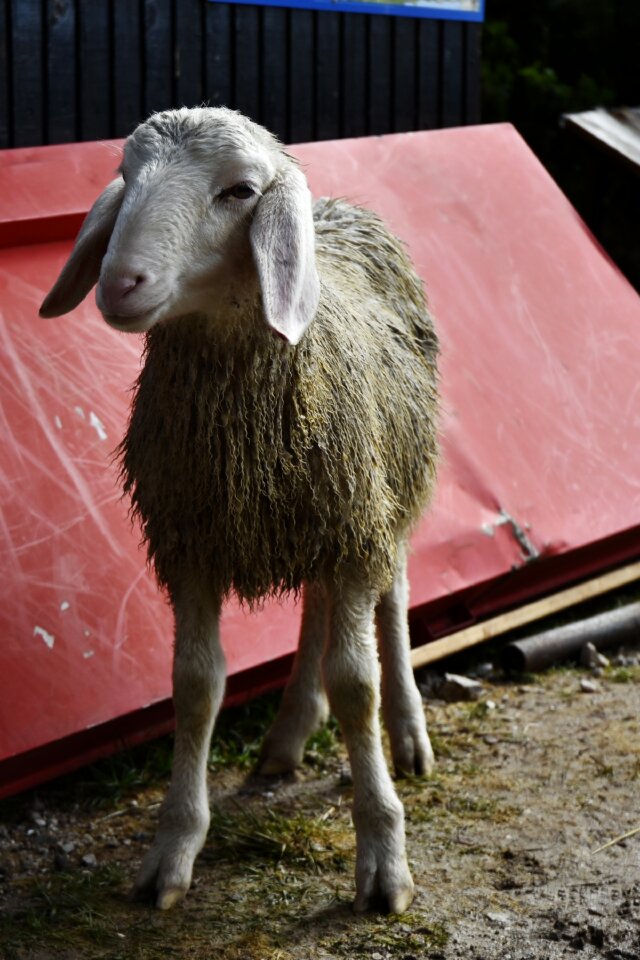 Slovenia lamb mountains sheep
