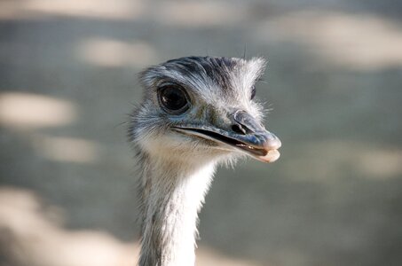 Zoo bird ostrich photo