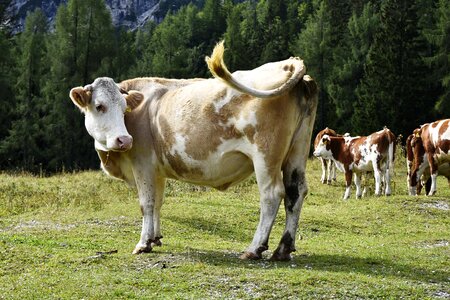 Mountains cow animal slovenia