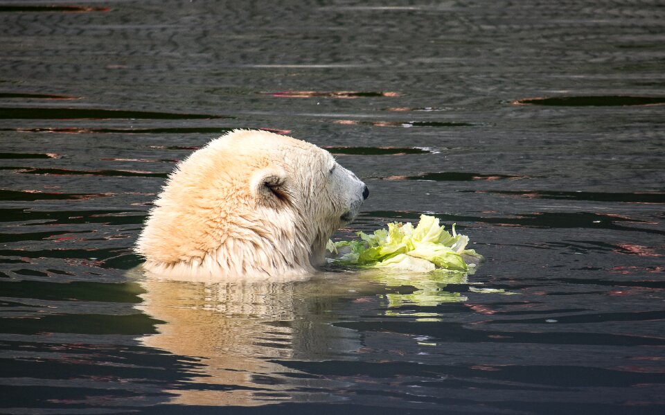 Animal world mammal water