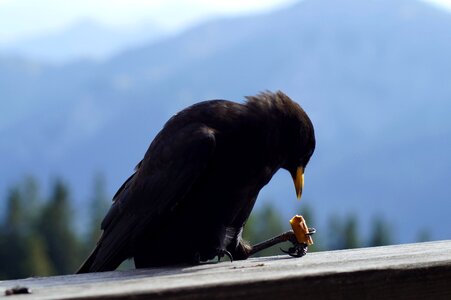 Mountains raven bird birds