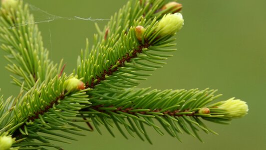 Fir branches buds photo