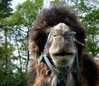Animals wool nature