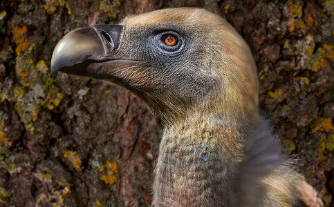 Birds beak feathers