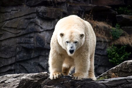 Animal world mammal bear