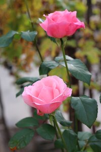 Nature pink plant photo