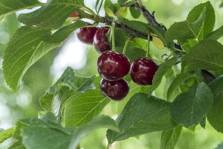 Cherries fruits ripe
