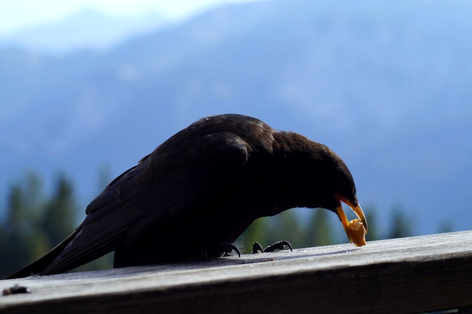 Mountains raven bird birds