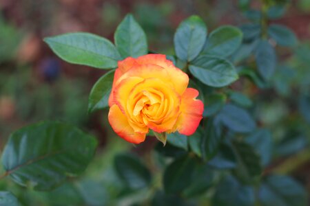 Multicolored garden nature