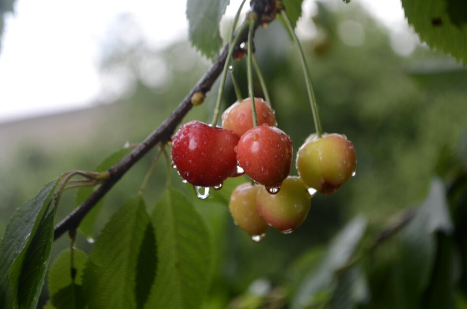 Spring fruit branch