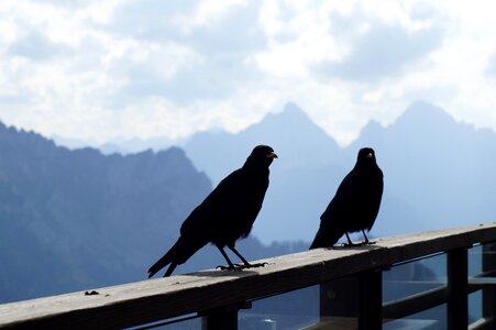 Mountains raven bird birds