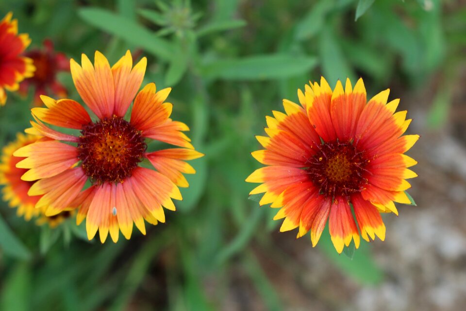 Bloom garden colorful