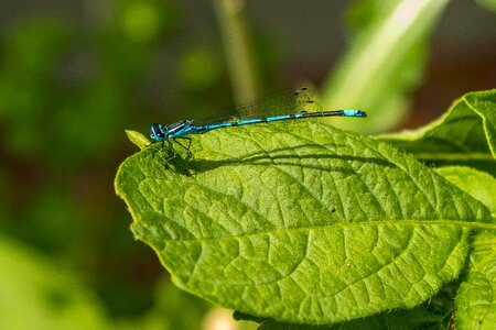 Insect nature blue photo
