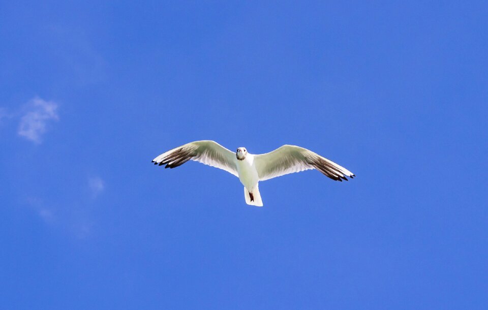 Fly wing wild world
