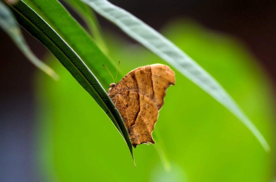 Leaf animal nature photo