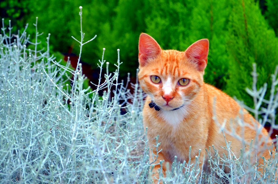 Malai plants kitten