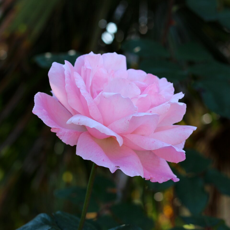 Rose nature bloom