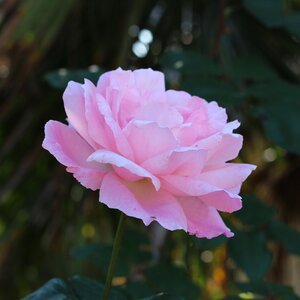 Rose nature bloom