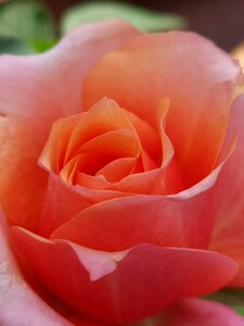 Rose flower love photo