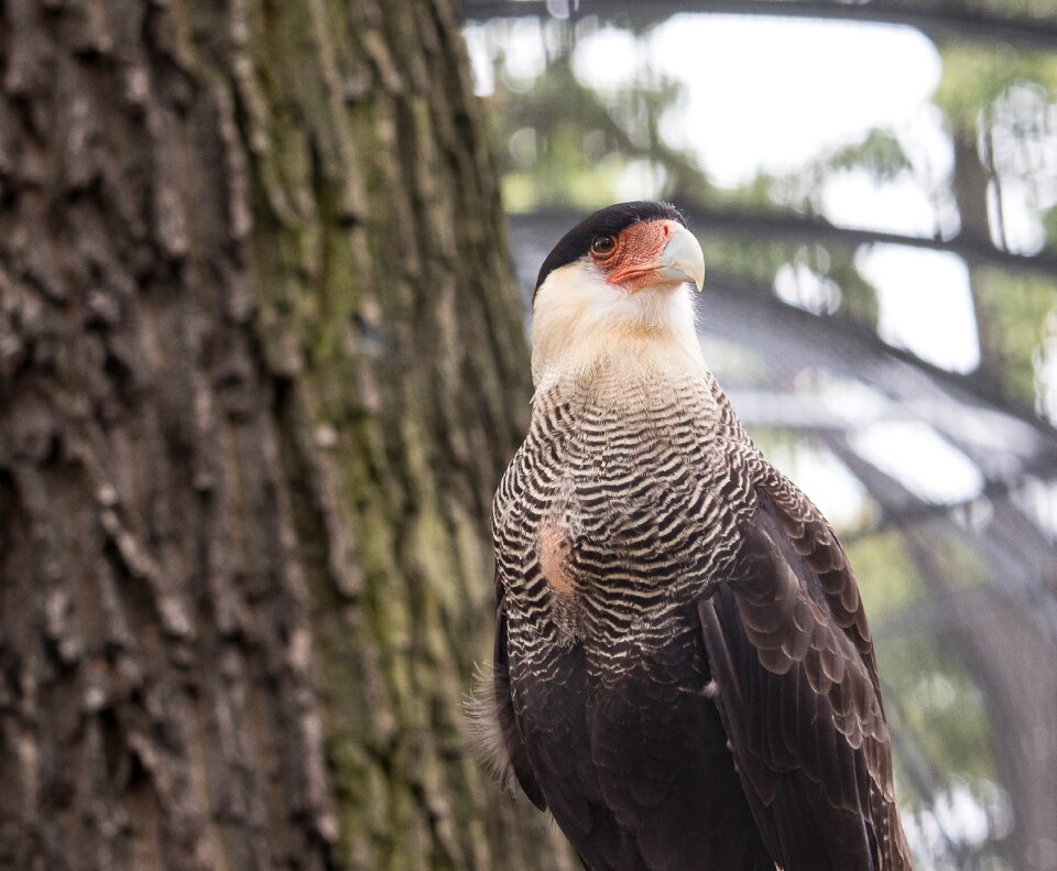 Animal animal world plumage