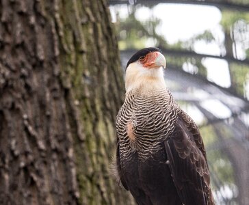 Animal animal world plumage