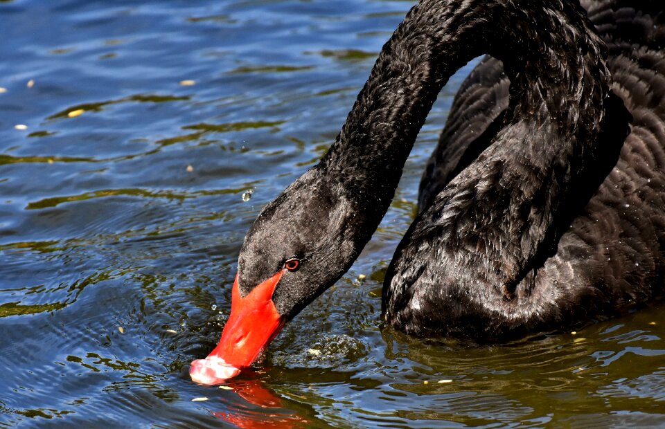 Elegant lake animal