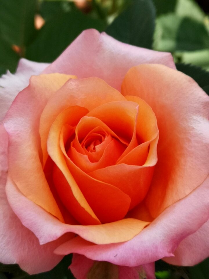 Rose harmony garden