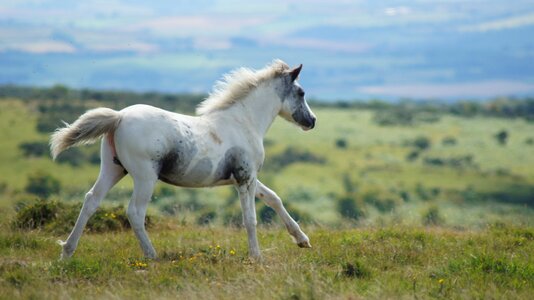 Mammal animal mustangs