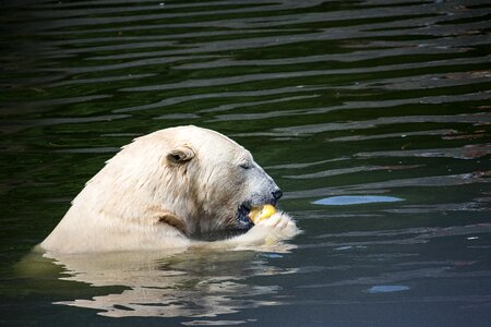 Animal world mammal water