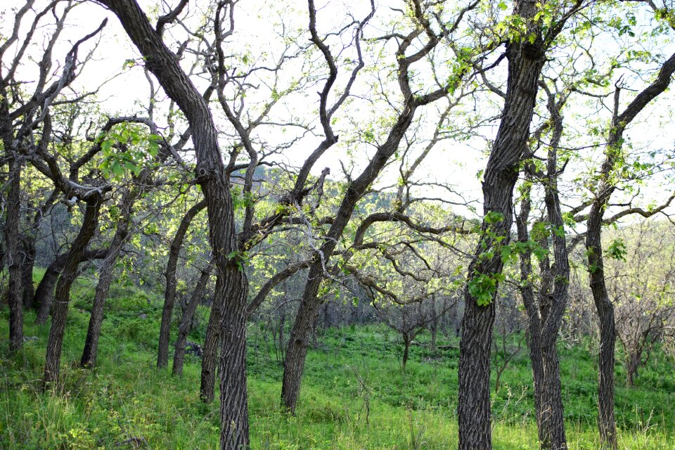 Landscape plant environment