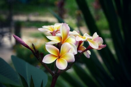 Tropical frangipani blossom photo