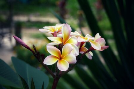 Tropical frangipani blossom