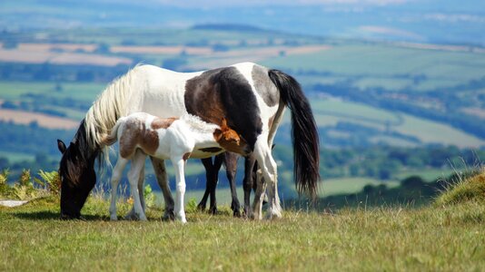 Pony animals freilebend photo