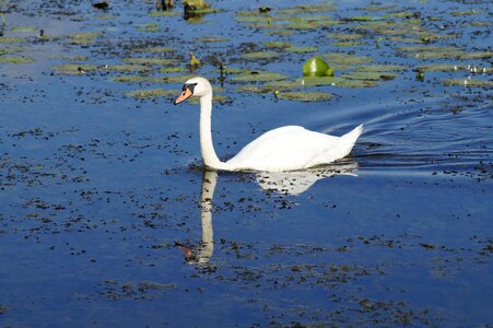 Lake water bird white