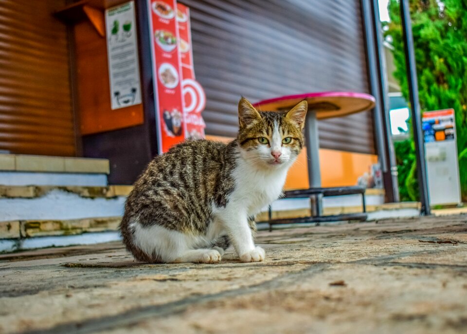 Outdoor animal cute