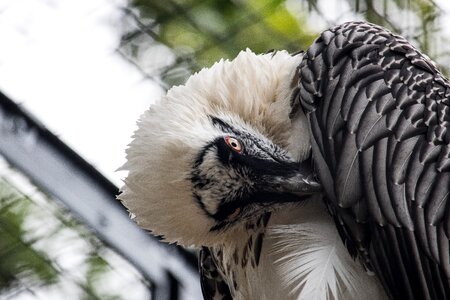 Animal animal world plumage
