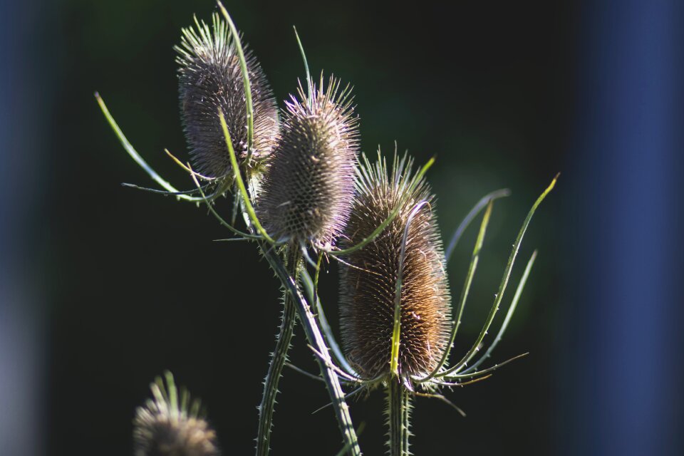Nature thorns petals