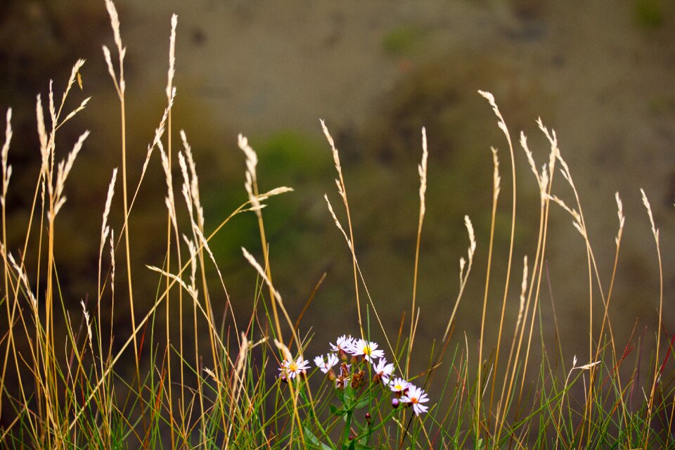 Summer the grass nature