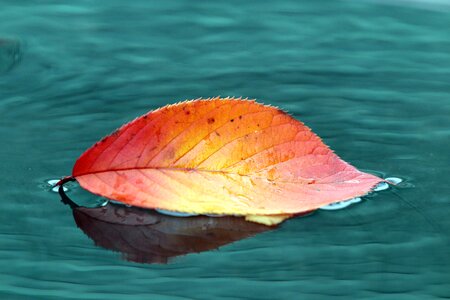 The leaves nature leaf