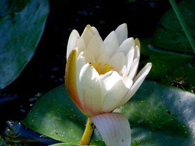Aquatic plant fairy rose white-flowered
