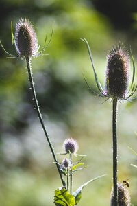 Pollen thorns petals