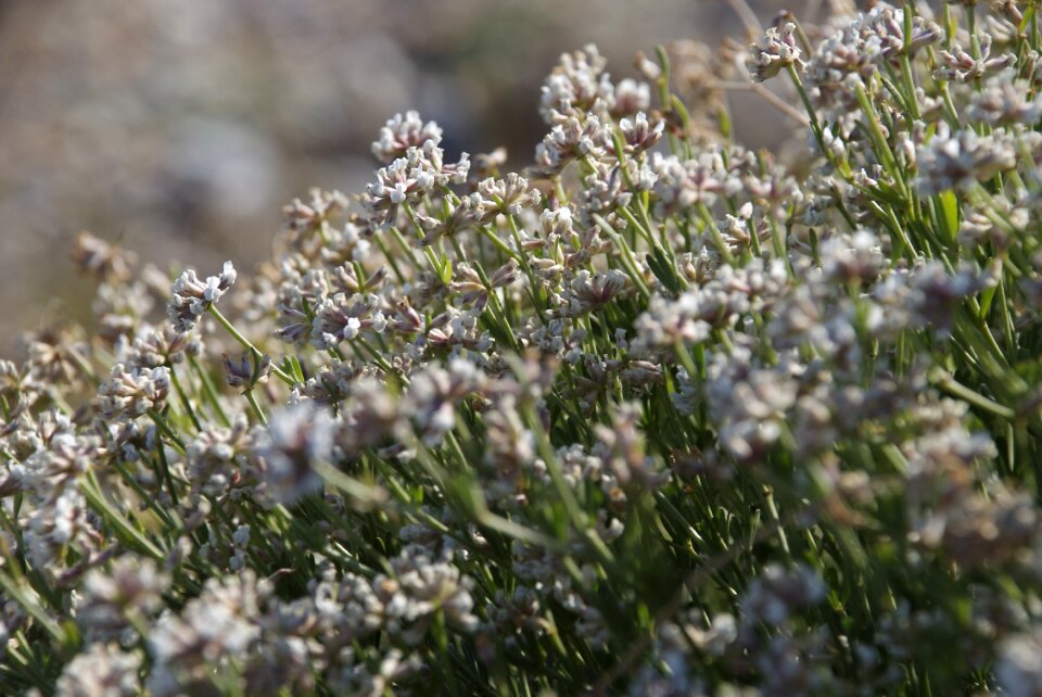 Mediterranean vegetation medicinal plants the garigue