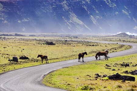 Animal landscape freedom