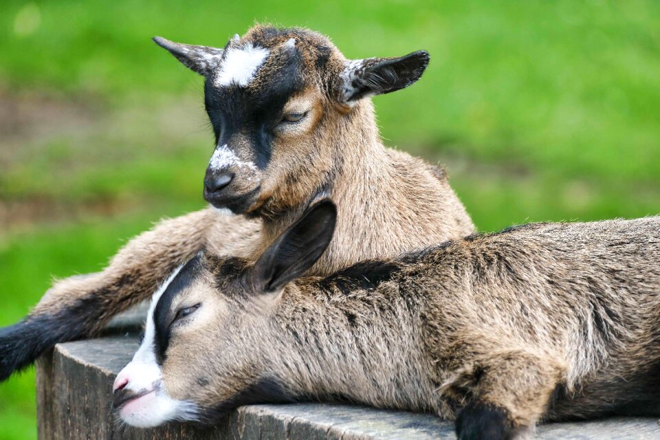 Young animal animal cute